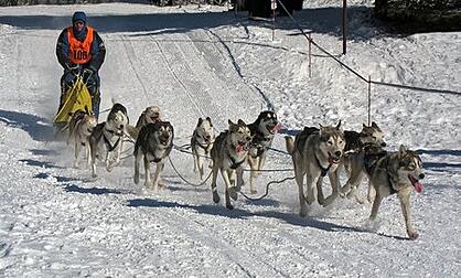 dog-leads-snow