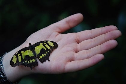 butterfly transformation